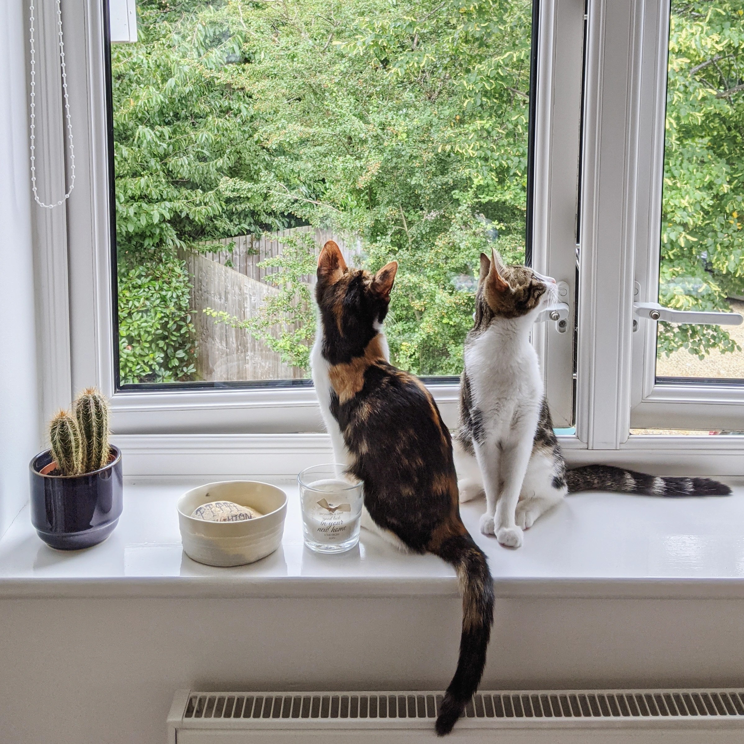 Willow and Mambo, the cats